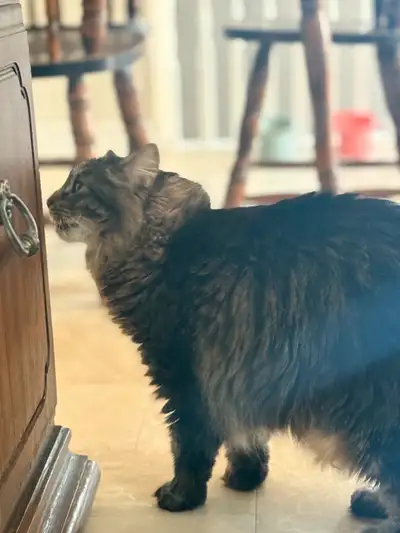 11-year-old kitty cat seeking a loving new home! She does not get along with other cats, unfortunate...