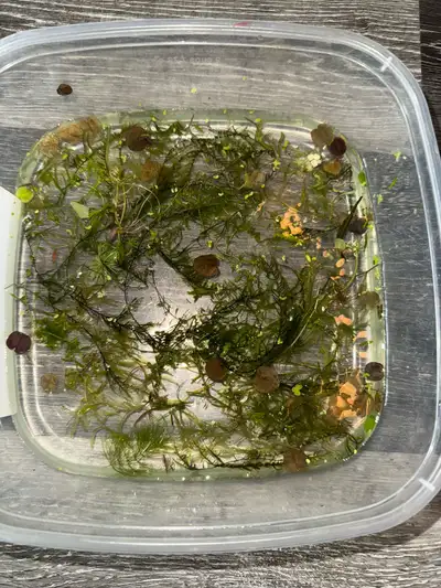 Christmas moss, guppy grass, View more