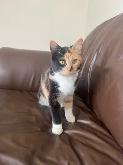 6 month old female kittens for rehoming, View more