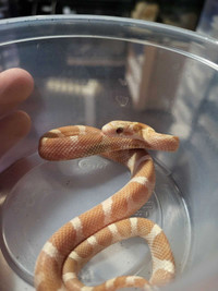 Young Corn Snake