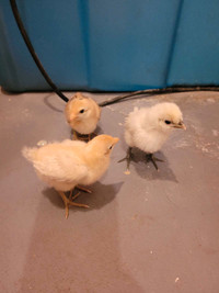 3 BYM, week old chicks