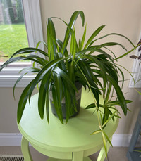 Spider Plant 