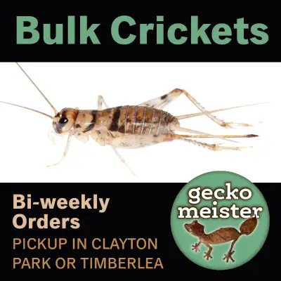 Feeder crickets and other feeder insects ordered in every 2 weeks. Next order is going in Mar 3, ple...