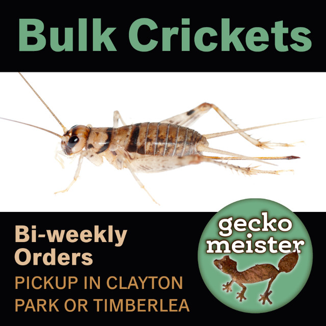 Feeder Crickets in Reptiles & Amphibians for Rehoming in City of Halifax