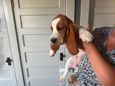 Basset Hound puppy, View more