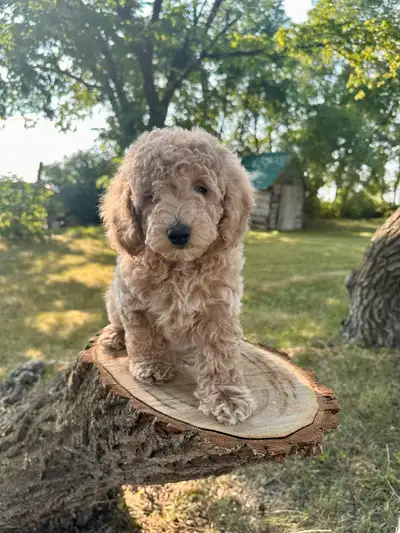 Toy Poodle  / Only 1  male left / Ready to go, View more