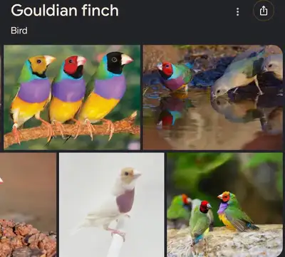 In search of Gouldian finch, View more