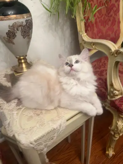 Adorable Male Kitten , View more