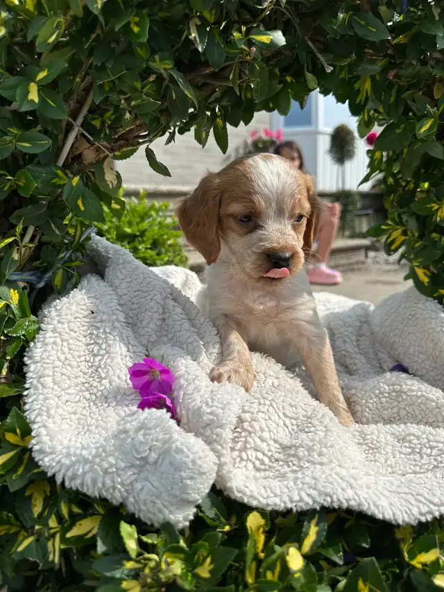 CKC Registered Brittany Spaniel Puppies in Dogs & Puppies for Rehoming in Oakville / Halton Region - Image 5