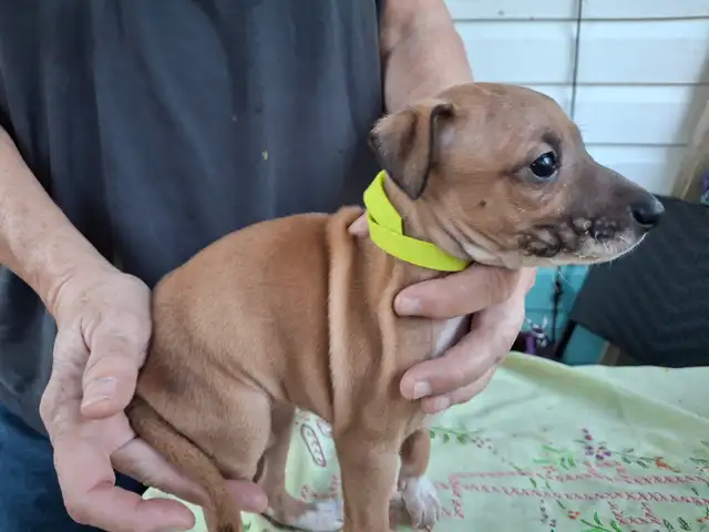 ITALIAN GREYHOUND PUPPIES - HEALTH GUARANTEED in Dogs & Puppies for Rehoming in Muskoka - Image 11