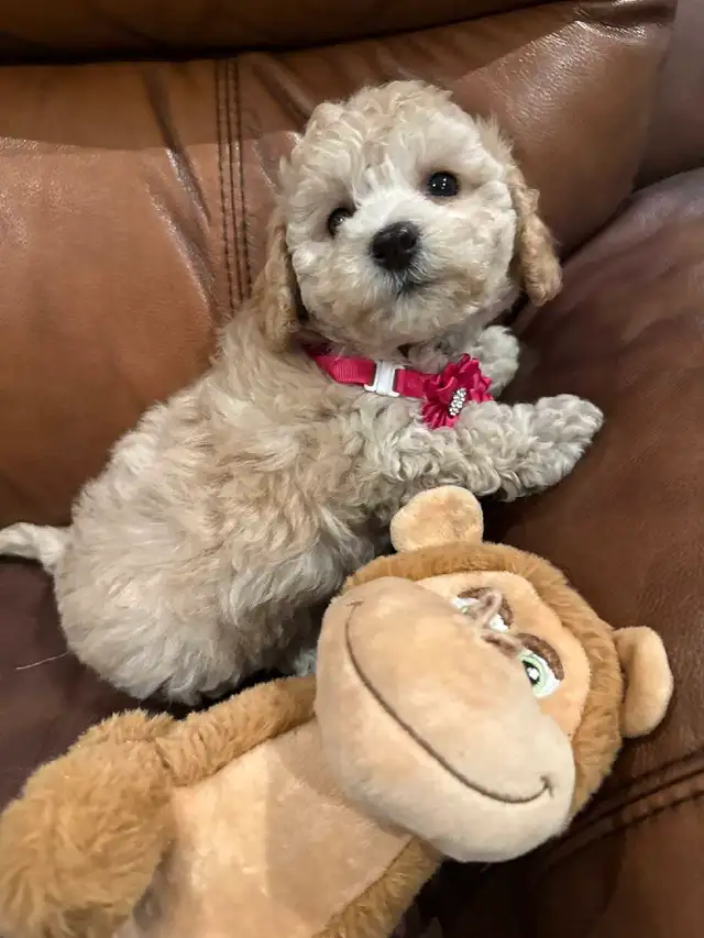 Gorgeous female Bichonpoo puppy in Dogs & Puppies for Rehoming in City of Toronto - Image 7