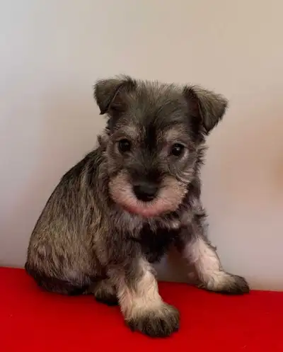 MINI SCHNAUZER PUPPIES, View more