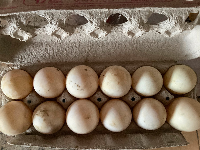 Duck eggs in Livestock in Windsor Region