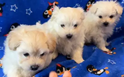 3 ADORABLE POMERANIAN X MALTESE PUPPIES NEED A HOME, View more