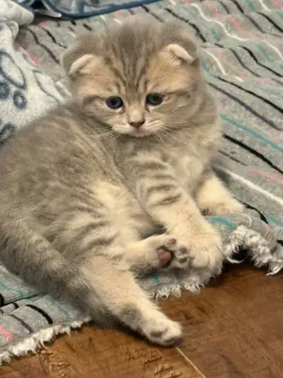 Purebred Scottish Fold Kittens, View more
