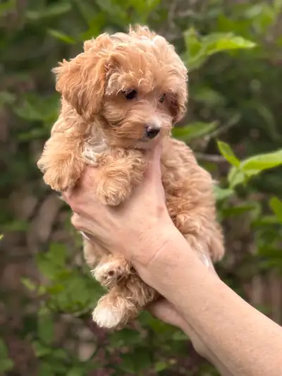 Adorable Maltipoo Puppies Ready for Their Forever Homes! Located at HWY 400&7 Our sweet Maltipoo pup...