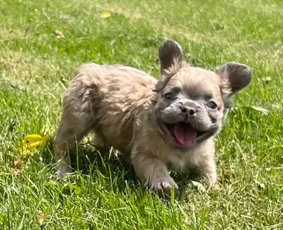 Pet Price $2500-$3500 on a non breeding contract. Top Quality French Bulldog Puppies Checkout my sit...