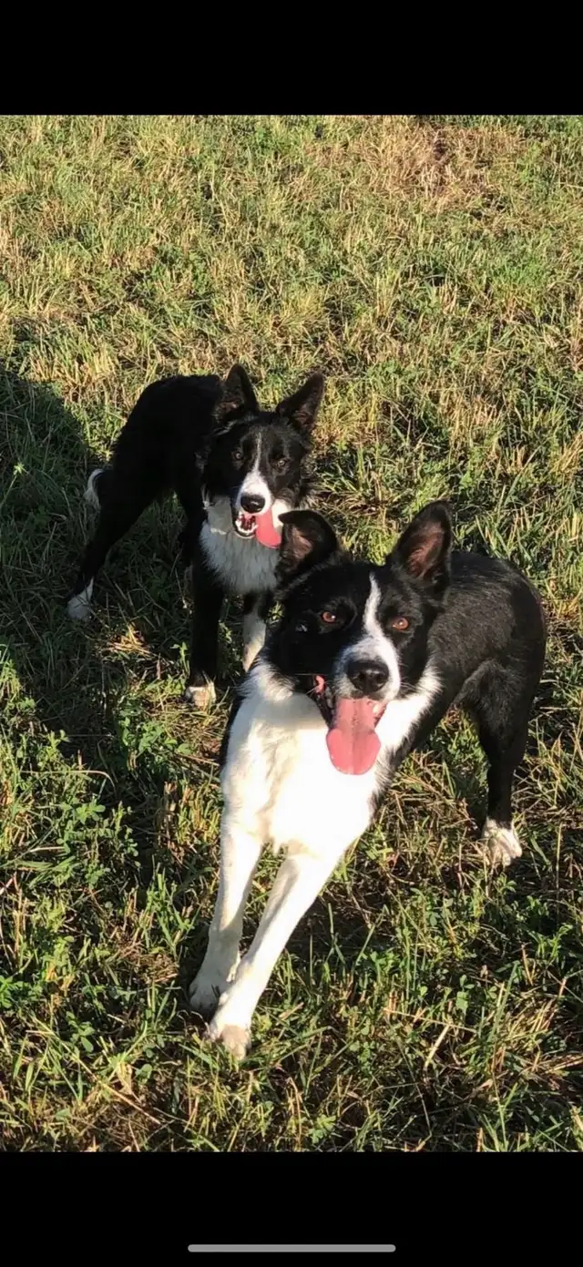 Registered Border Collie Puppies for sale in Dogs & Puppies for Rehoming in Oakville / Halton Region - Image 4