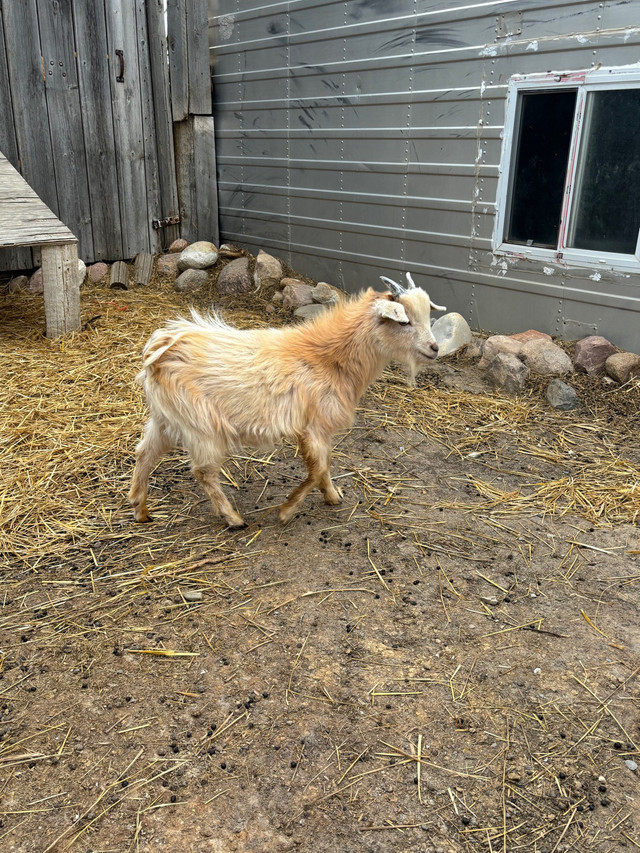 Male Pygmy goats  in Livestock in Medicine Hat - Image 3