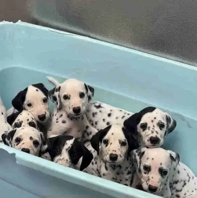 Dalmatian Puppies Ready Now ❤️, View more