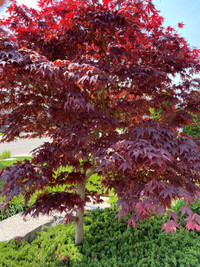 Tree -Japanese Maple (Bloodgood), Spruce, Bonsai, Garden, Plants