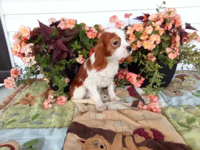 This beautiful playful bunch of puppies are looking for their forever homes. They are ready to go an...