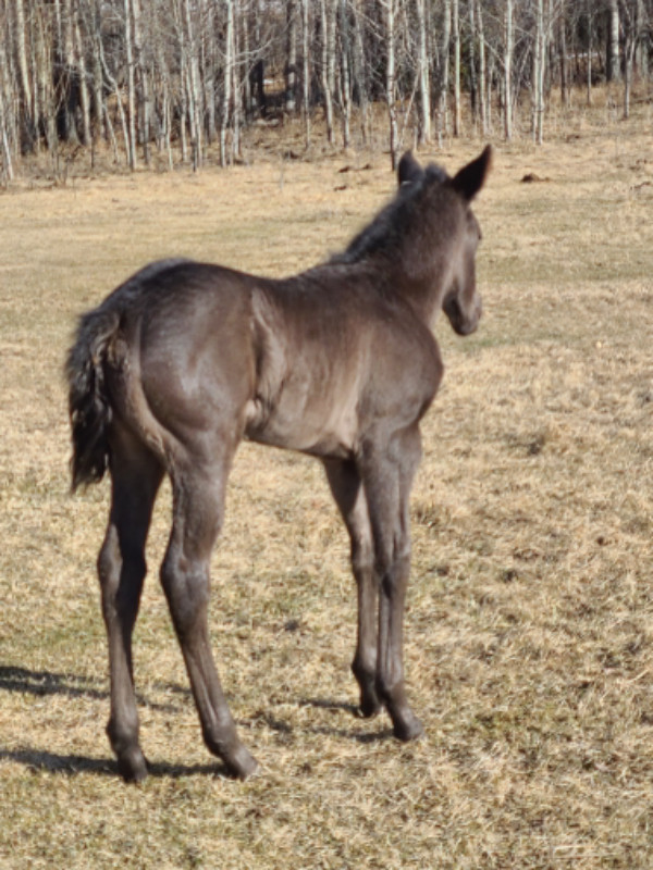 2024 CANADIAN QUARTERHORSE CROSS FILLY in Horses & Ponies for Rehoming in Edmonton - Image 3