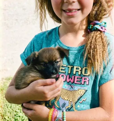 STUNNING SHIRANIAN   puppies  {SHIH-TZU  & POMERANIAN MIX, View more