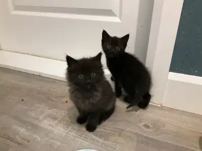 Deux chatons noirs, propres et sevré, prêt à partir, 514-475-6655