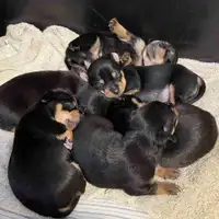 Chihuahua puppy (one left)