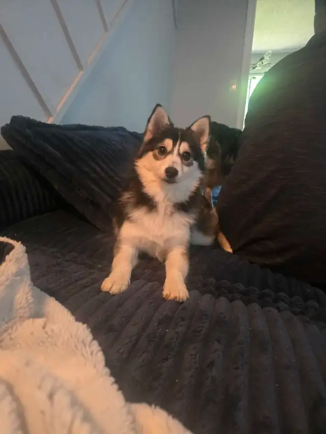 Pomsky female in Dogs & Puppies for Rehoming in Ottawa - Image 7