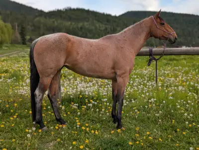 AQHA Barrel Racing Mare, View more