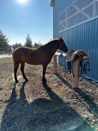 Rare breed Bashkir Curly horse for sale 