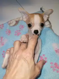3 Chihuahua Pups available now