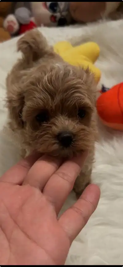 Beautiful maltipoo puppies (poodle/Maltese), View more