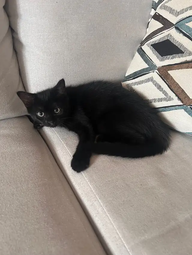 1 chaton male in Cats & Kittens for Rehoming in City of Montréal - Image 2