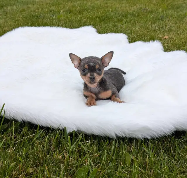 RARE Chihuahua pups READY TO GO!  in Dogs & Puppies for Rehoming in Oakville / Halton Region - Image 9