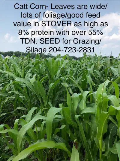 FOR SALE --CORN SEED FOR GRAZING AND SILAGE Lower Cost Alternative Approximately $33.00 per acre bas...
