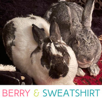 Berry & Sweatshirt - Fixed Pair