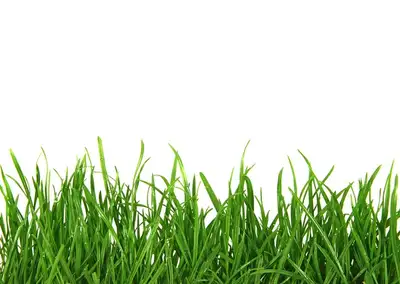 Offering lawn care and grass cutting services in West Ottawa! All cuts include grass cut, edges trim...