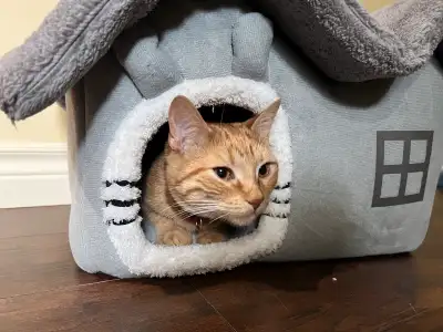 Belle petite chatte Roux de 8 mois née 26 septembre 2024 en très bonne santé. Recherche une belle fa...