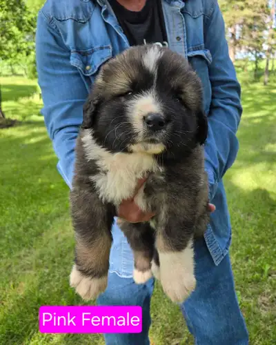 **Caucasian Shepherd Puppies** Giant Guard/Family Dogs, View more