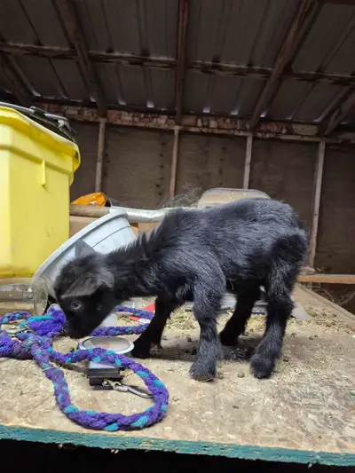 Nigerian dwarf kids First picture is a blue eyed doeling out of registered parents can go registered...