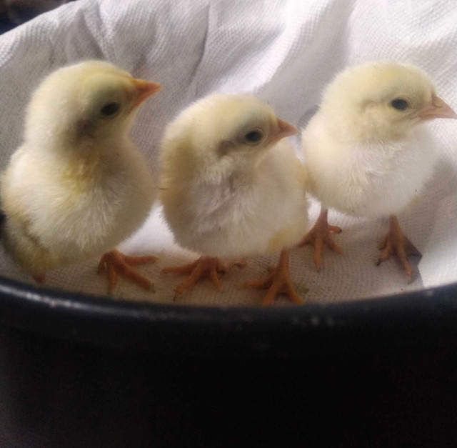Purebred Erminette chicks (unsexed) in Livestock in Comox / Courtenay / Cumberland