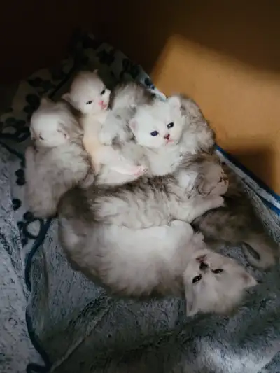 ❤️Registered Persian Kittens!!❤️