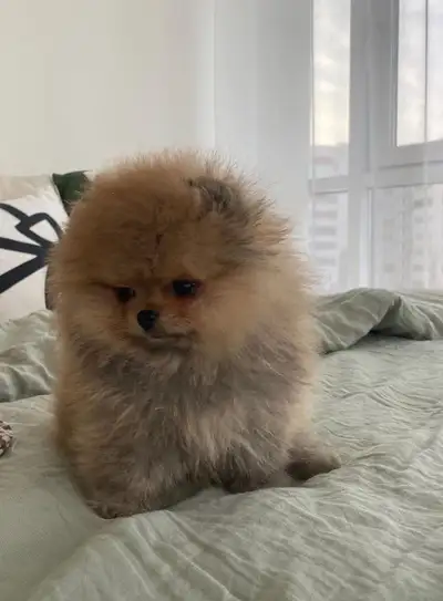I'm offering absolutely precious teddy bear Pomeranian puppies. They are ready to find their forever...