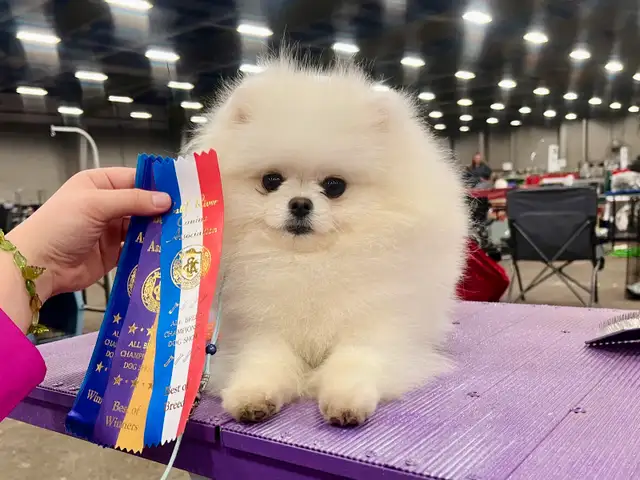CKC Registered Pomeranians in Dogs & Puppies for Rehoming in Edmonton - Image 2