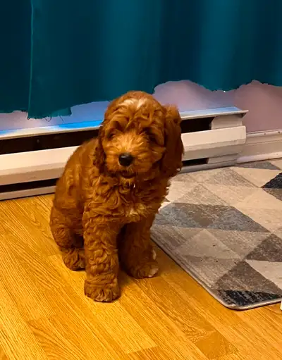 Chiot cockapoo miniature puppy, View more