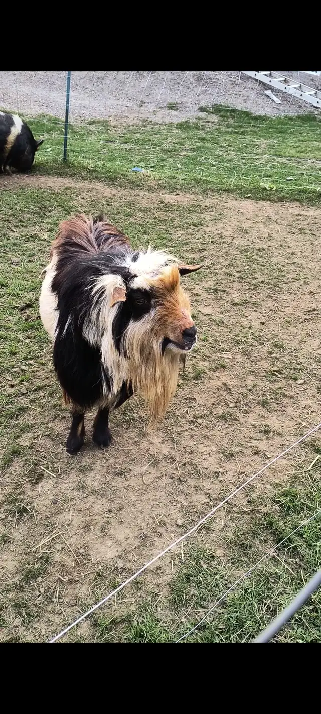 Two intact male mini goats in Livestock in Pembroke - Image 3
