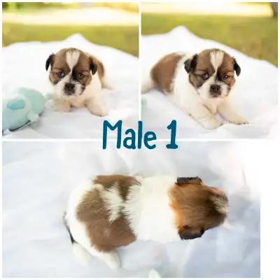 Shih tzu puppies, View more